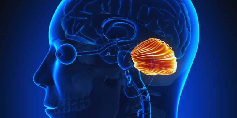 Understanding Spinocerebellar Ataxia: An Ultimate Guide to the Warning Signs 